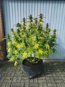 GG4 Sherbet FF - картинка 4