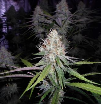 Auto Amnesia Gold - картинка 2