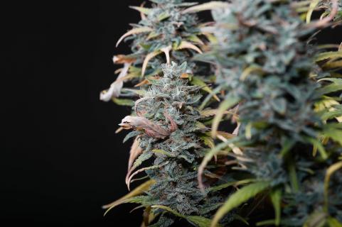 Big Devil Auto - картинка 4
