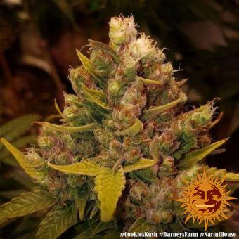 Cookies Kush - картинка 9