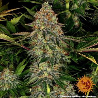 Tangerine Dream Auto - картинка 5