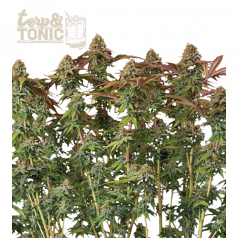 Terp & Tonic Auto - картинка 1