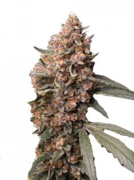 Buddha Red Dwarf Auto