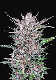 Gorilla Punch Auto - картинка 6