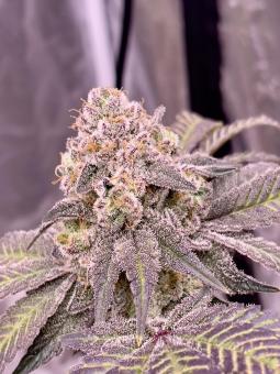 69.G - картинка 4