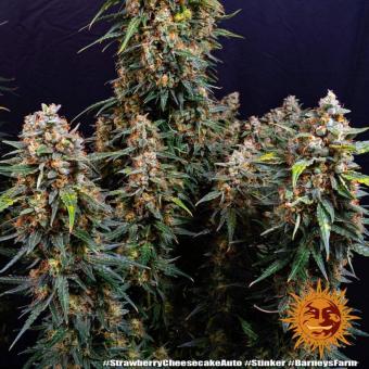 Strawberry Cheesecake Auto - картинка 5
