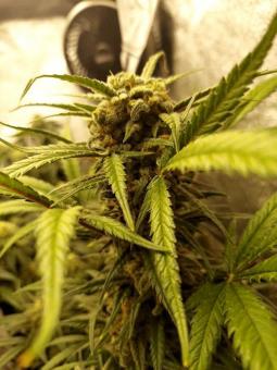 Trainwreck Auto - картинка 4