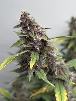 LSD-25 Auto - картинка 5