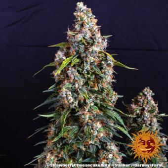 Strawberry Cheesecake Auto - картинка 3
