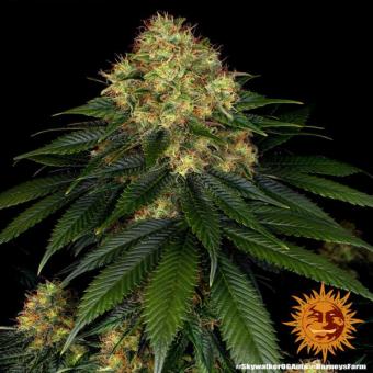 Skywalker OG Auto - картинка 9