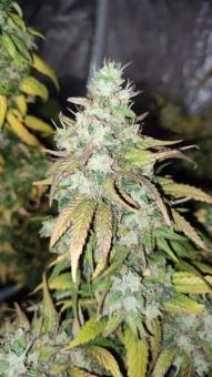 Lemon OG Haze - картинка 2