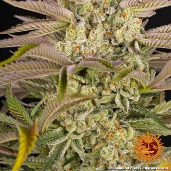 Pineapple Express - картинка 4