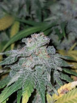 Critical Sensi Star - картинка 4