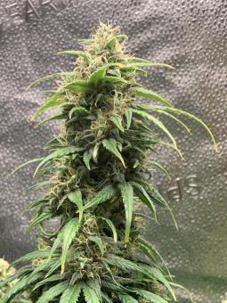 Amnesia Haze Auto - картинка 4