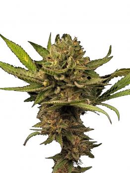 Hindu Kush Auto