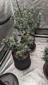 Bubba Kush - картинка 7