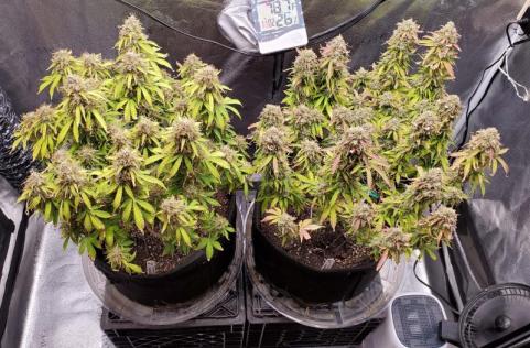 Cream Cookies Auto - картинка 2