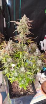 Super Bud Auto - картинка 6