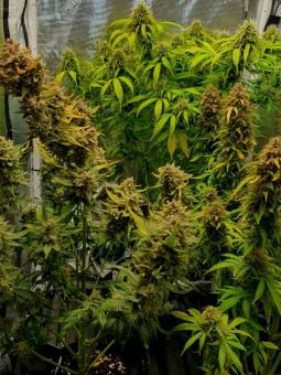 Cherry Cola Auto - картинка 9