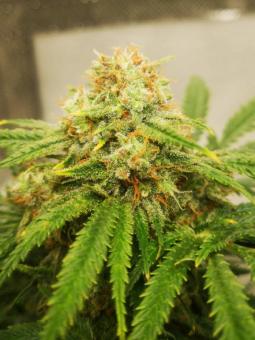 Amnesia Haze Auto - картинка 8