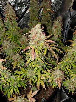 Cream Cookies Auto - картинка 4