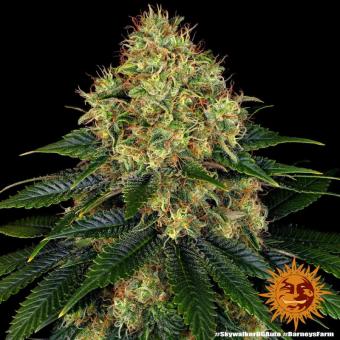 Skywalker OG Auto - картинка 10