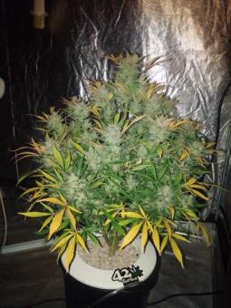 White Widow Auto XXL - картинка 3