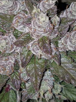Girl Scout Cookies Auto - картинка 8