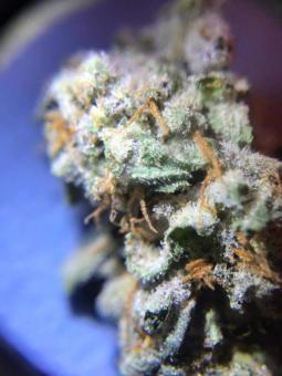 Gelato genetics - картинка 8