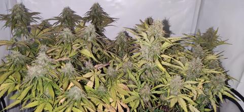Auto Critical Orange Punch - картинка 3
