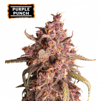 Purple Punch Auto - картинка 1