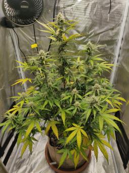 Critical Jack Herer - картинка 3