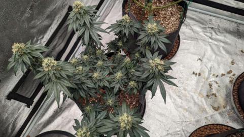 Bubba Kush - картинка 4