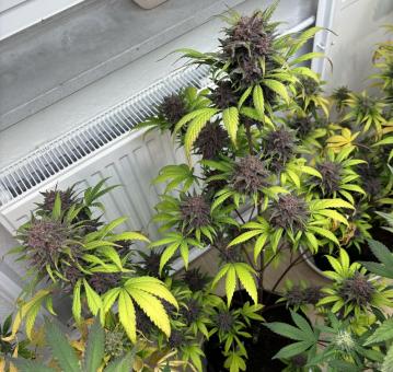 Tropicana Cookies Auto - картинка 3