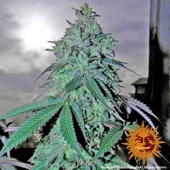Blue Gelato 41 - картинка 4