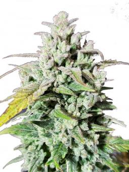 Amnesia Haze Auto - картинка 1