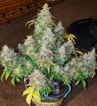 Skunk Auto - картинка 4