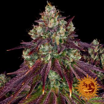 Mimosa EVO - картинка 4