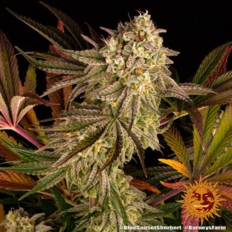 Blue Sunset Sherbert - картинка 5