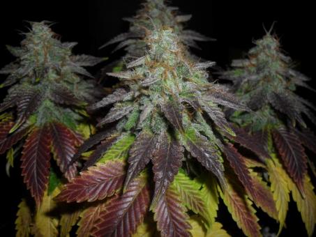 Sweet Cherry Pie - картинка 4