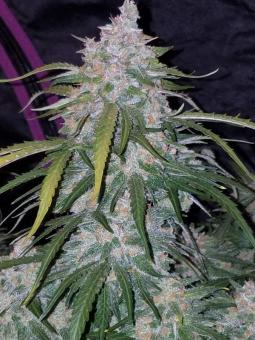 Pineapple Express Auto - картинка 7