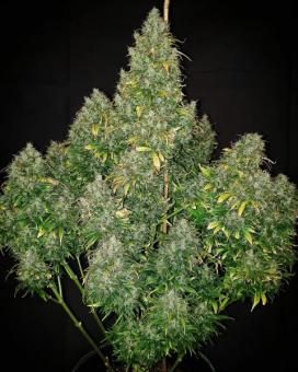 Critical Auto - картинка 2