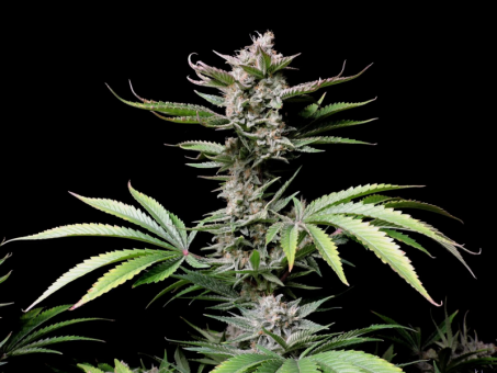 Cherry Cola Auto - картинка 4
