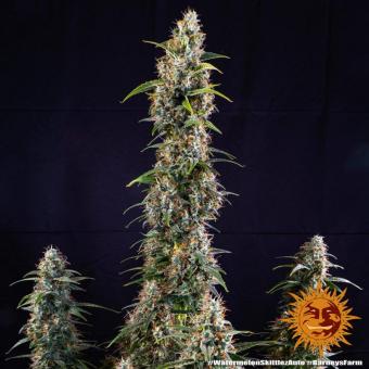 Watermelon Zkittlez Auto - картинка 2