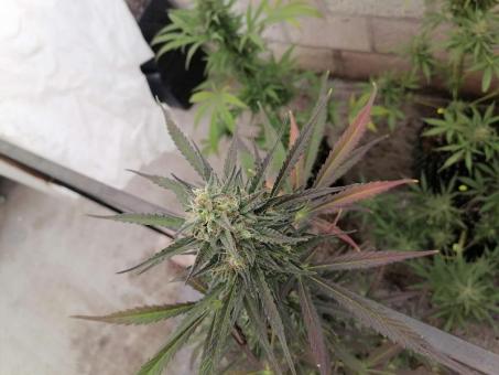 Sherbet Auto - картинка 6
