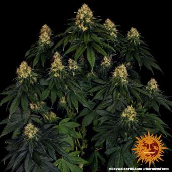 Skywalker OG Auto - картинка 4