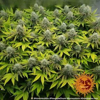 Pineapple Chunk - картинка 8