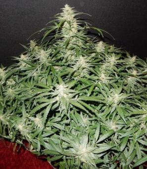 Blue Dream Auto - картинка 4