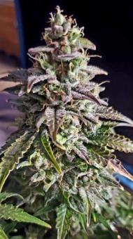 Skunk Auto - картинка 2