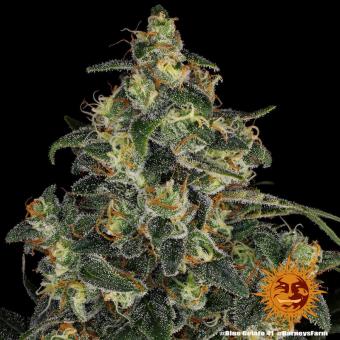 Blue Gelato 41 - картинка 9